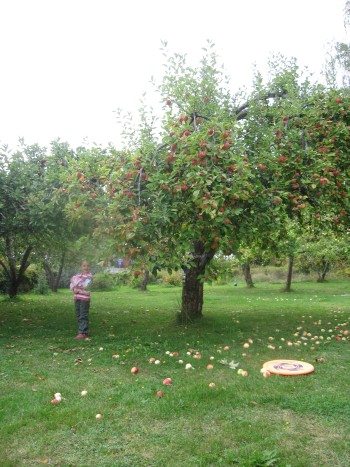omenapuut.jpg